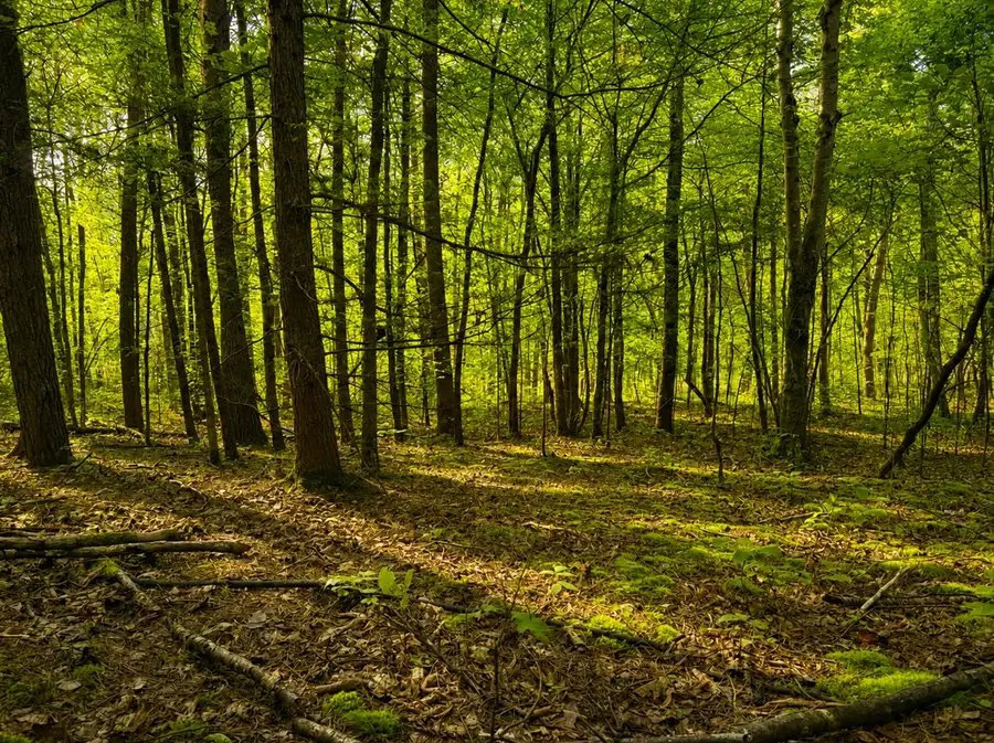 0 Three Point Rd, Tellico Plains, TN 37385 - #2