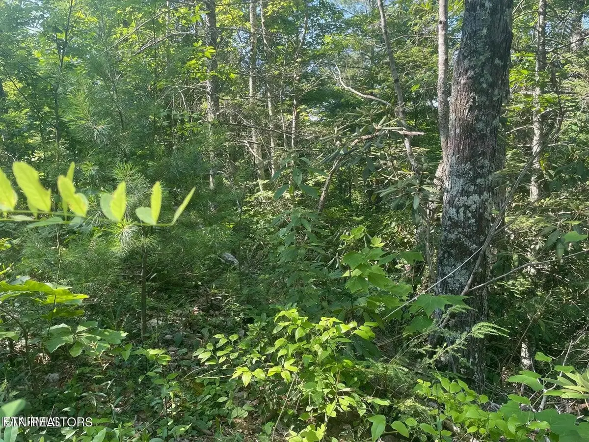 1 Sycamore St, Sevierville, TN 37876 - #1