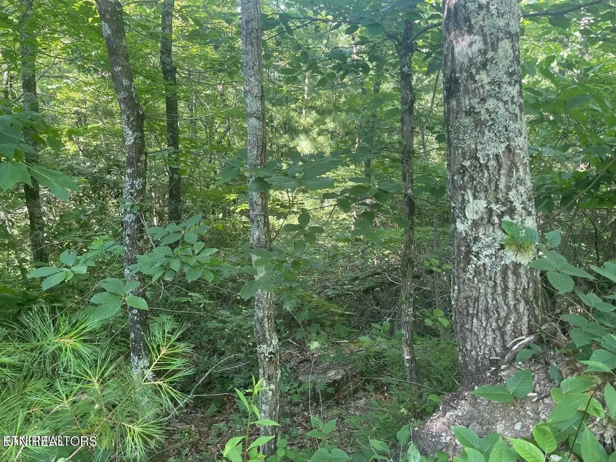 71 Hazelnut Lane, Sevierville, TN 37876 - #1