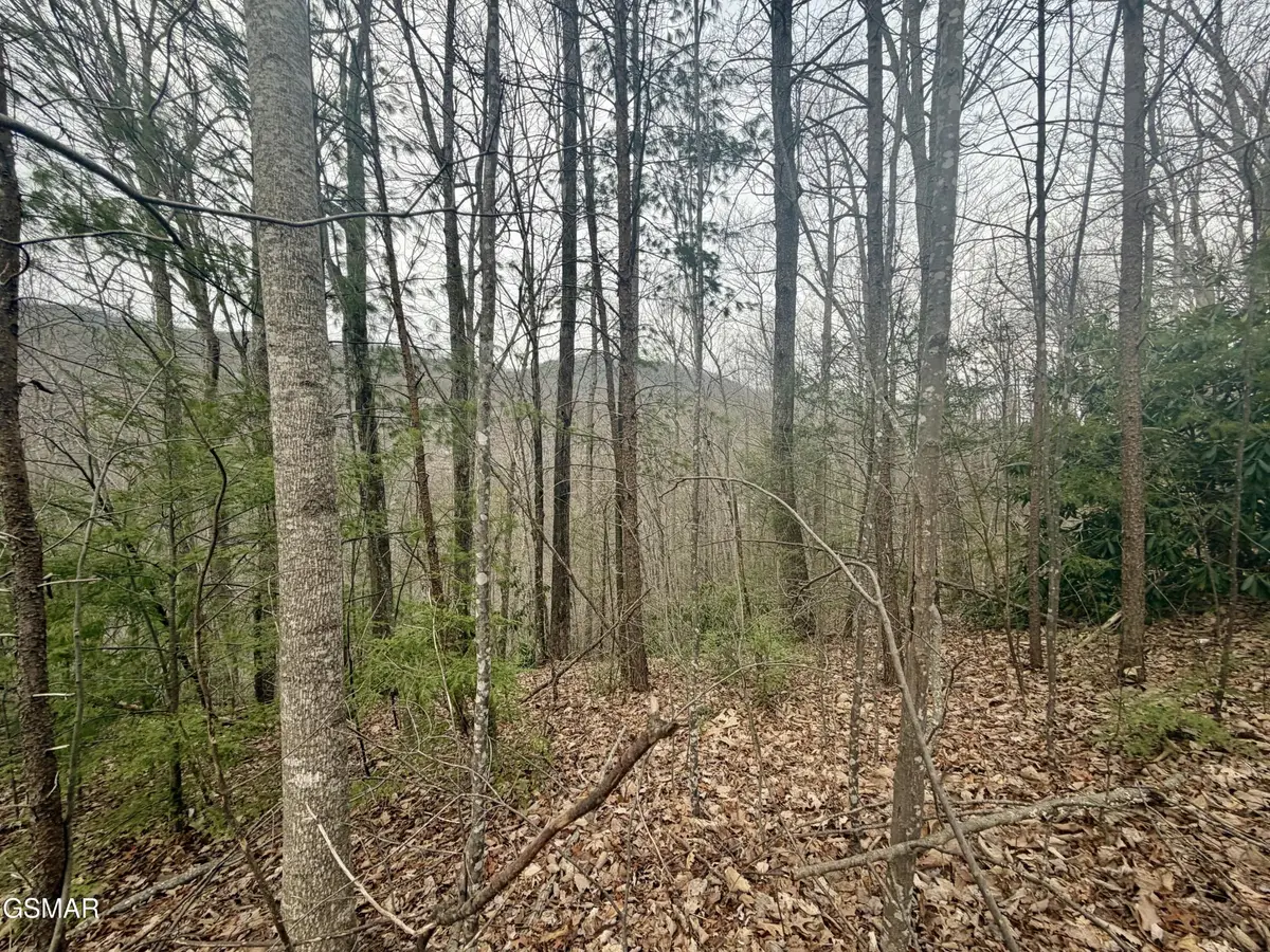 6 Thissa Way, Gatlinburg, TN 37738 - #1