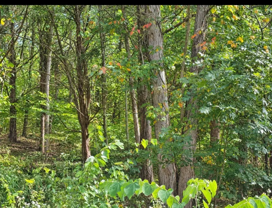 0 Bay Dr, Lancaster, TN 38569 - #2