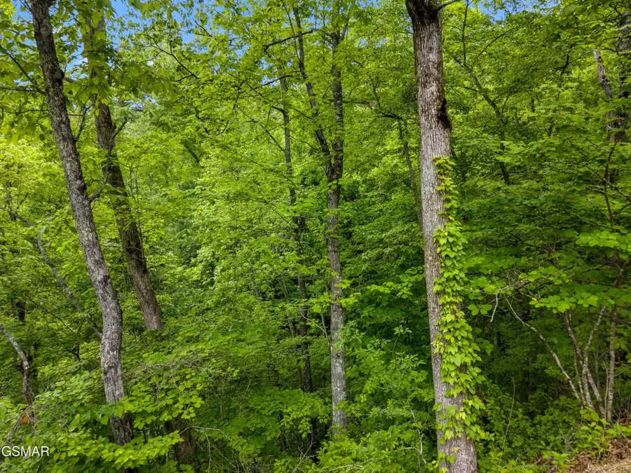 11 Red Bone Way, Sevierville, TN 37876 - #3
