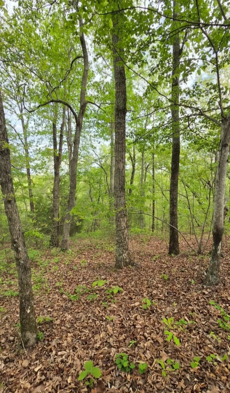 0 Red Bank Creek Road, Lobelville, TN 37097 - #2