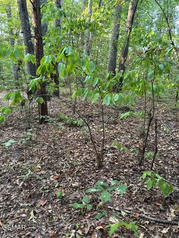 204 New Center Road, Sevierville, TN 37876 - #2