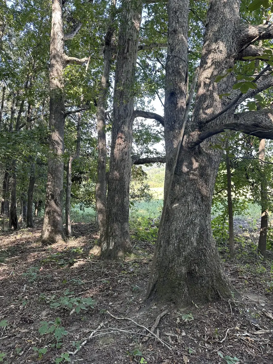 0 Perkins Rd, Puryear, TN 38251 - #3