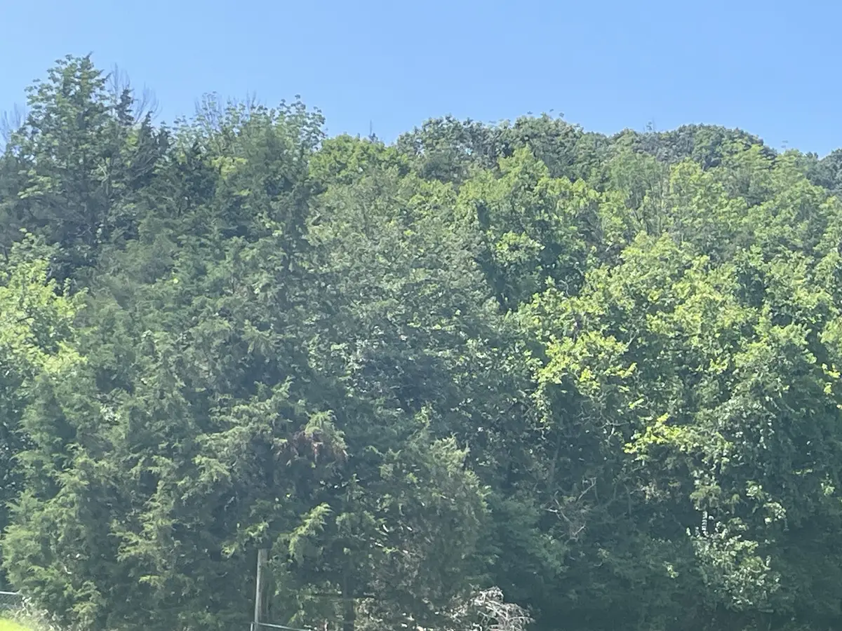 0 Ingram Rd, Whites Creek, TN 37189 - #1