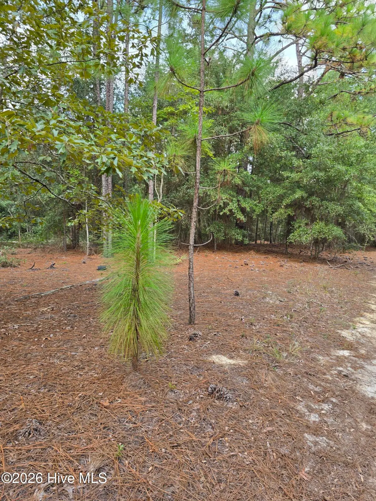 317 R J Johnson Road, Allendale, SC 29810 - #1