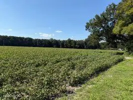 1400 Holly Springs Church Road, Williamston, NC 27892 - #1