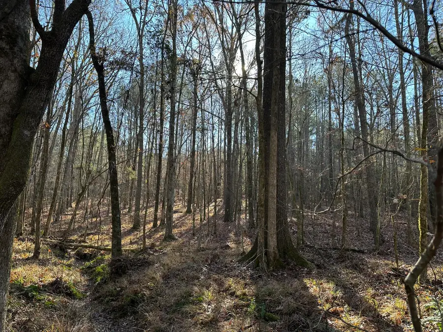 LOT 8 Saggus Road, Washington, GA 30673 - Image #3