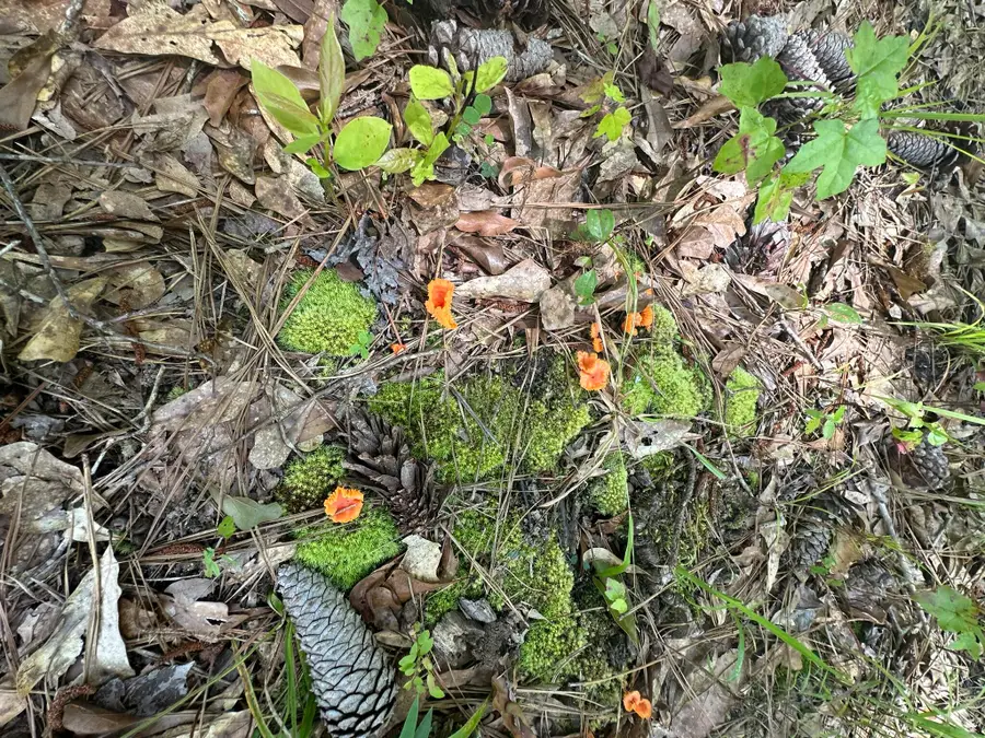 1126 Sunset Cove, Tignall, GA 30668 - Image #3