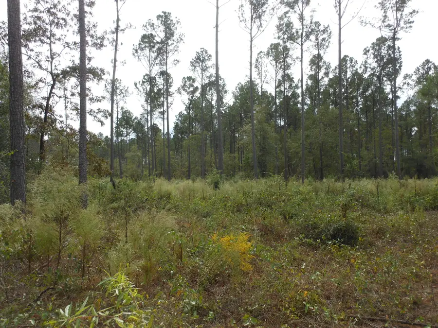 0 Spread Oak Road, Keysville, GA 30816 - Image #3