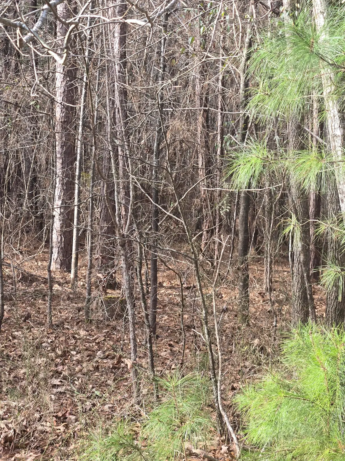 0 Ga-220, Lincolnton, GA 30817 - #1