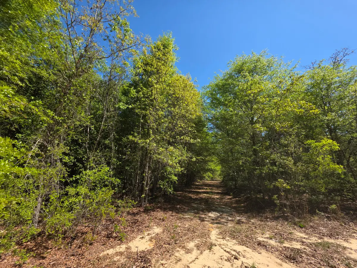 Lot 1 Briarwood Drive, Williston, SC 29853 - #1