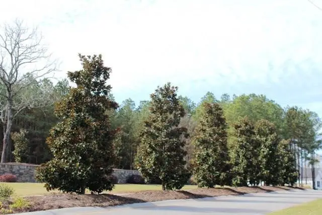 1229 Yost Drive, Appling, GA 30802 - #3