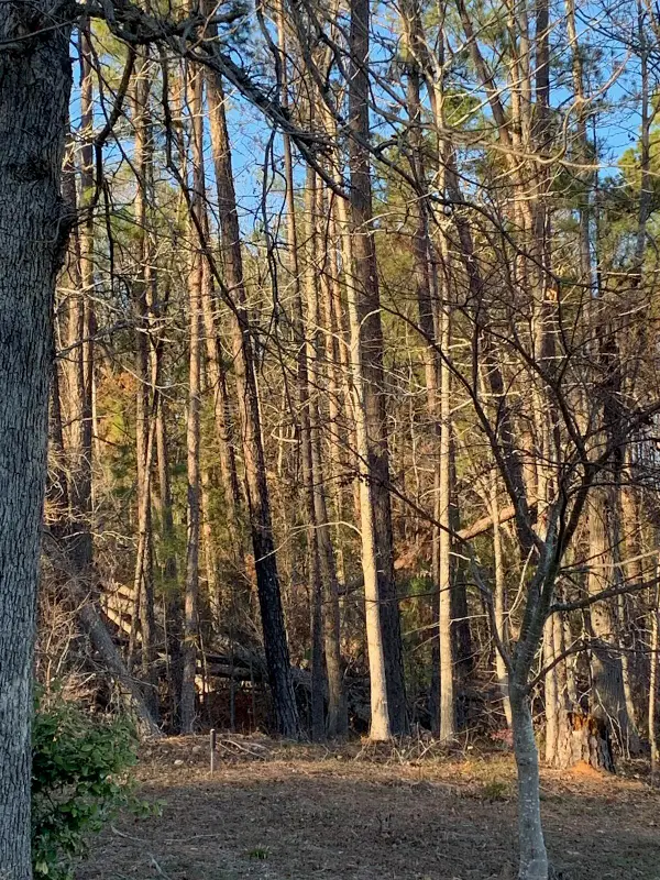 TRACT F Martintown Road, North Augusta, SC 29860