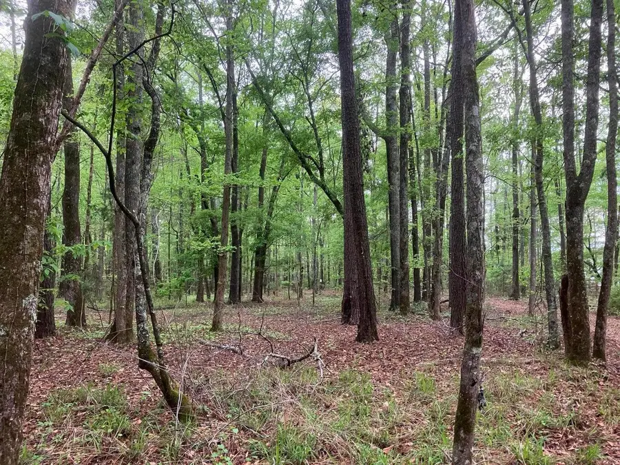 945 Neptune Trail, Appling, GA 30802 - #3