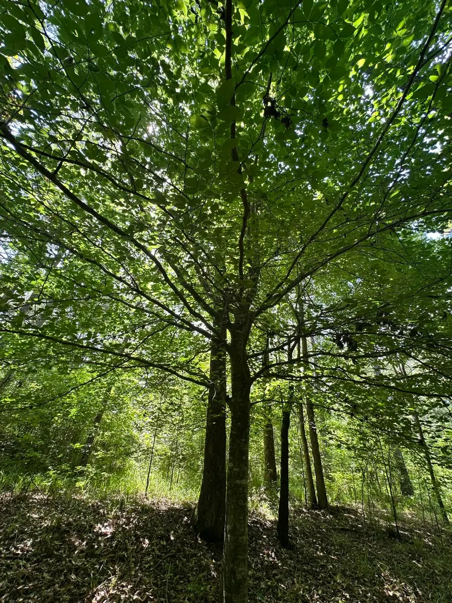 Lot 11 South Pointe Drive, Tignall, GA 30668 - #3