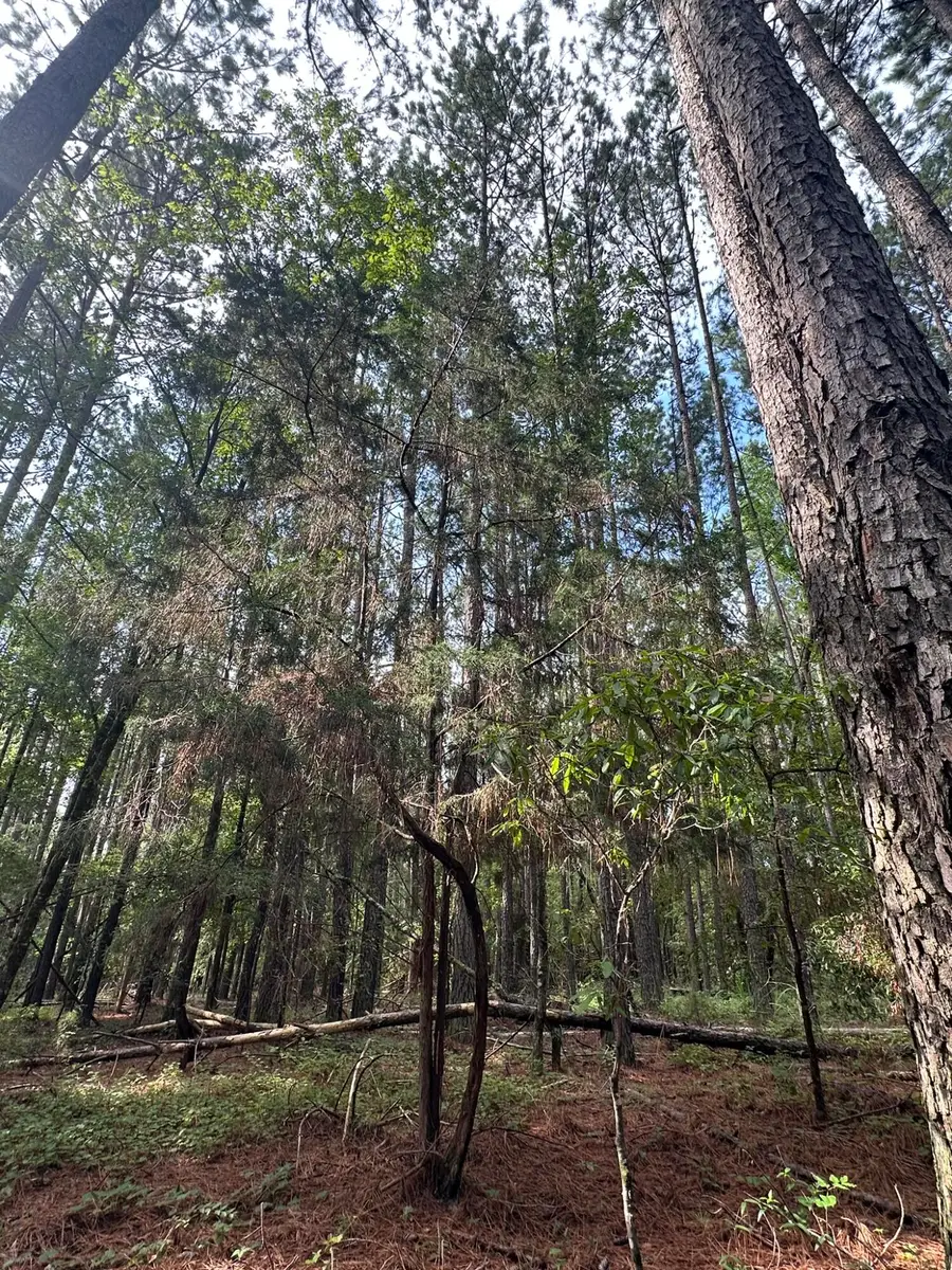 Lot 1 Dogwood Lane, Parksville, SC 29845 - #3