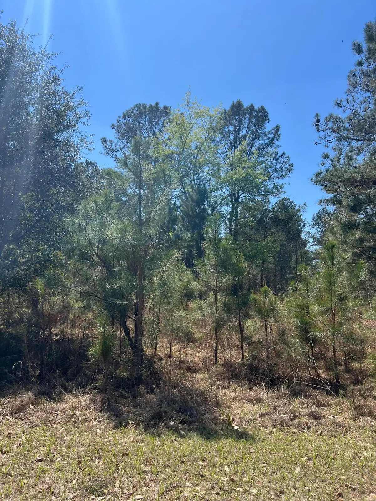 708 Kingstown Road, Sardis, GA 30456 - #1