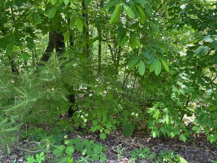 Lot 33B Grandview Drive, Hayesville, NC 28904 - #3