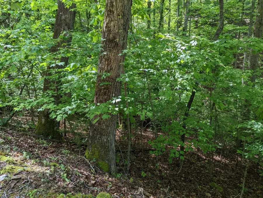 TBD Heritage Trail, Brasstown, NC 28902 - #3
