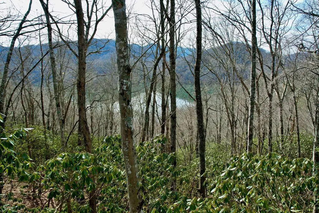 TBD Zimmerman / Holly Ridge Road, Nantahala, NC 28781 - #1