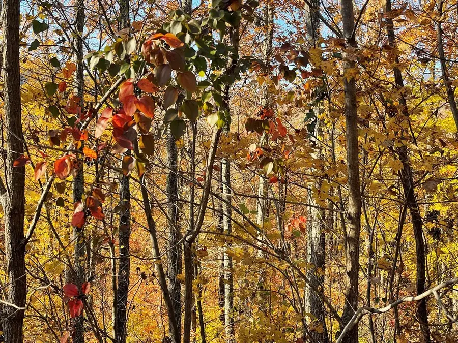 Lot 37M Ridges, Hayesville, NC 28904 - #3