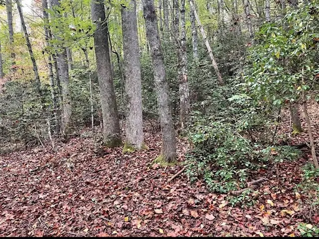 00 Wayah Road, Topton, NC 28781 - #2