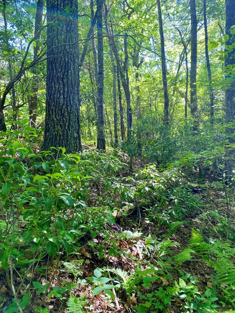 00 Deer Run, Robbinsville, NC 28771 - #3