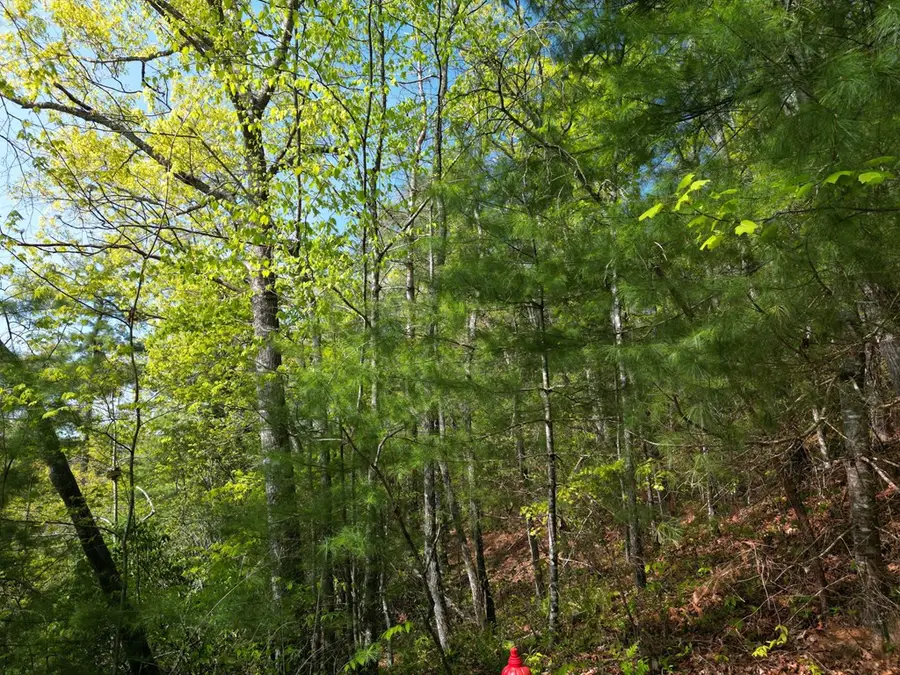00 Indian Trail, Robbinsville, NC 28771 - #2