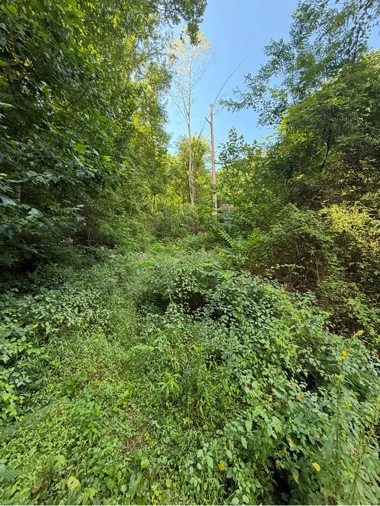 Lot 2 Varsity Drive, Sylva, NC 28779 - #2