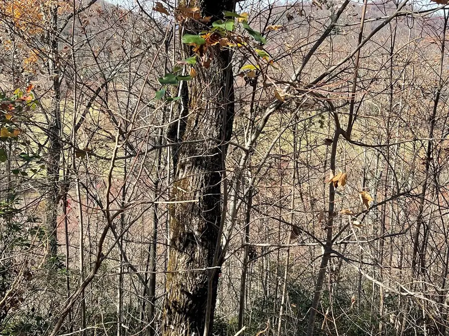Lot 31J Ash Branch Road, Hayesville, NC 28904 - #3