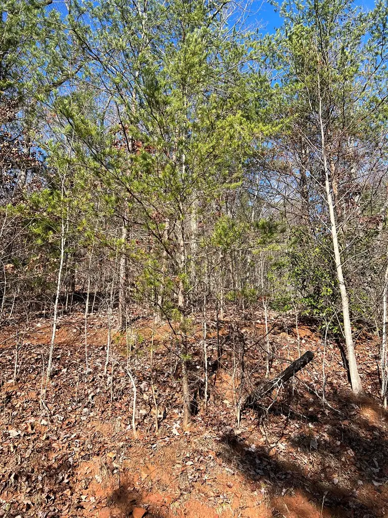 Lot 56C Indian Trail, Hayesville, NC 28904 - #3