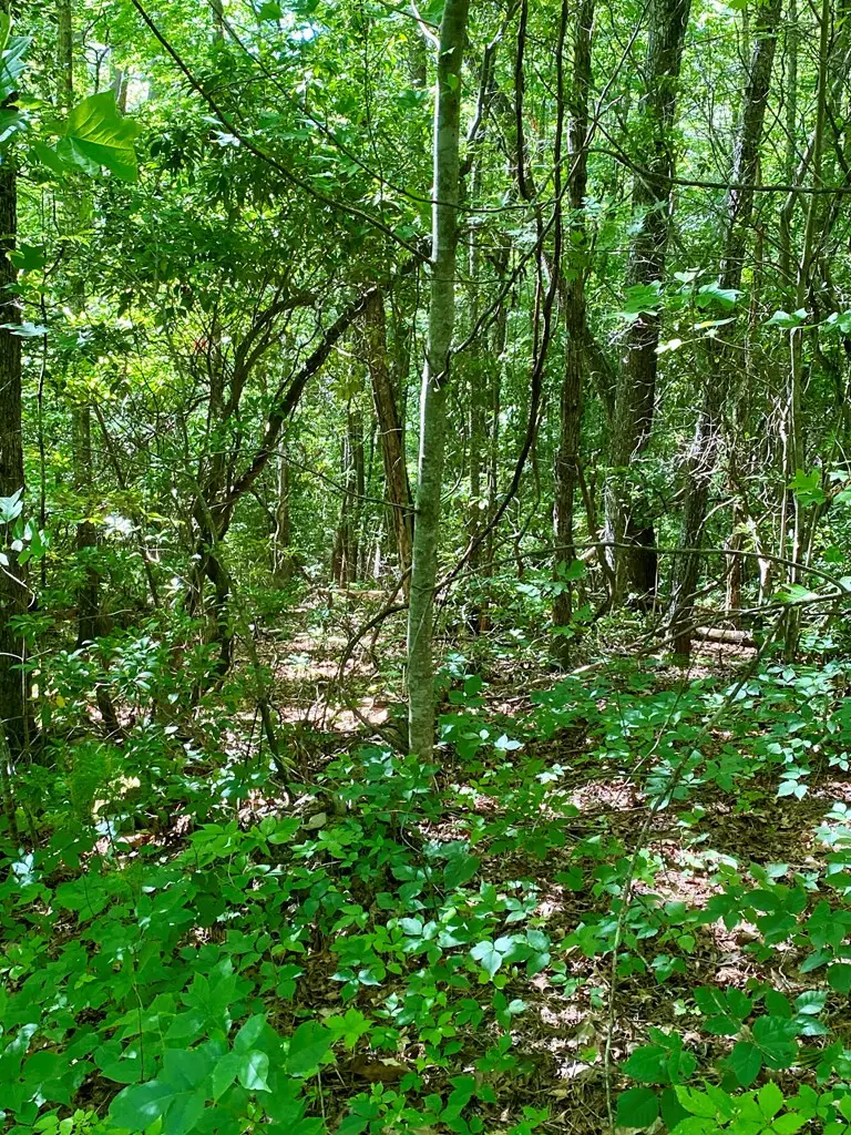 00 Deer Run, Robbinsville, NC 28771 - #3