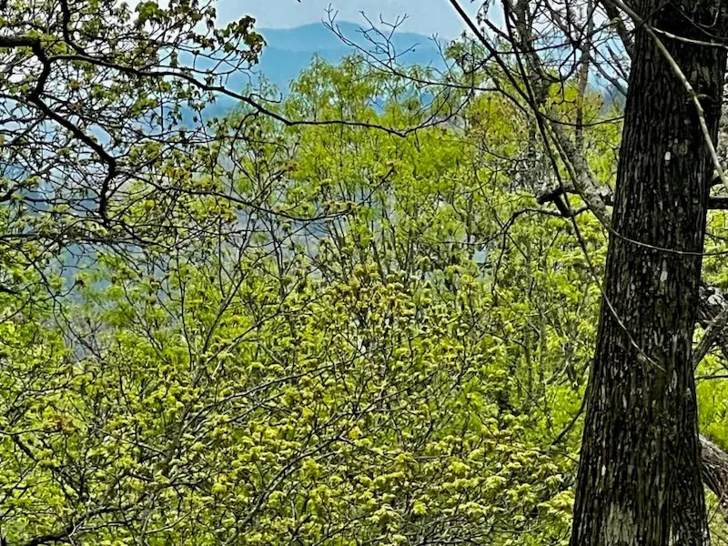 TR1-23 Majestic Mountain Trail, Murphy, NC 28906 - #3
