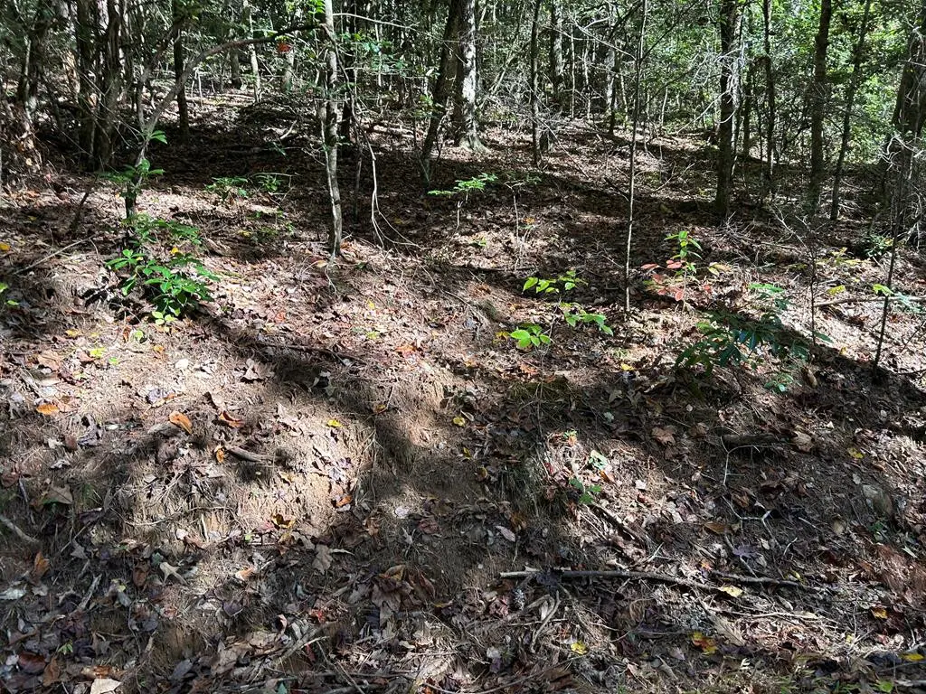 Lot 6 Beaverdam Loop, Murphy, NC 28906 - #1