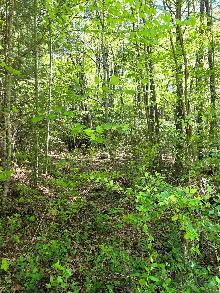 00 Vincent Colvin Road, Robbinsville, NC 28771 - #3