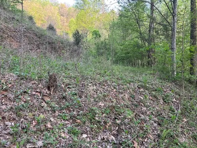 0 Yellow Branch State Rd.1267, Robbinsville, NC 28771 - #3
