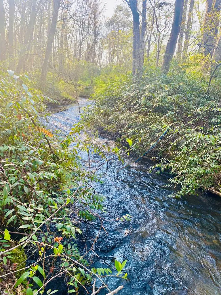 Lot 5 Carringer Road, Robbinsville, NC 28771 - #1