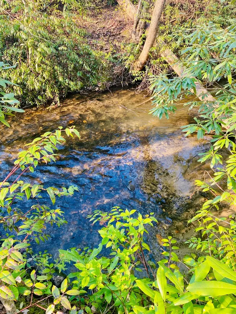 Lot 5 Carringer Road, Robbinsville, NC 28771 - #3