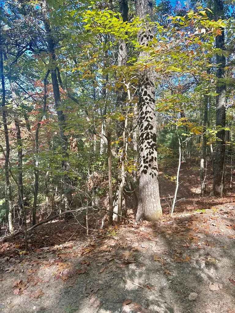 Lot 4 Ridgeline, Brasstown, NC 28902 - #3