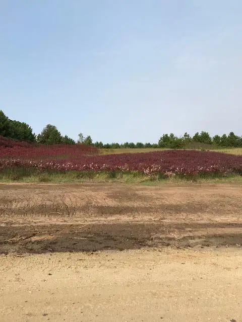 TBD Pine Bluff (site15) Rd Nw, Pine Island, MN 55963 - Image #2