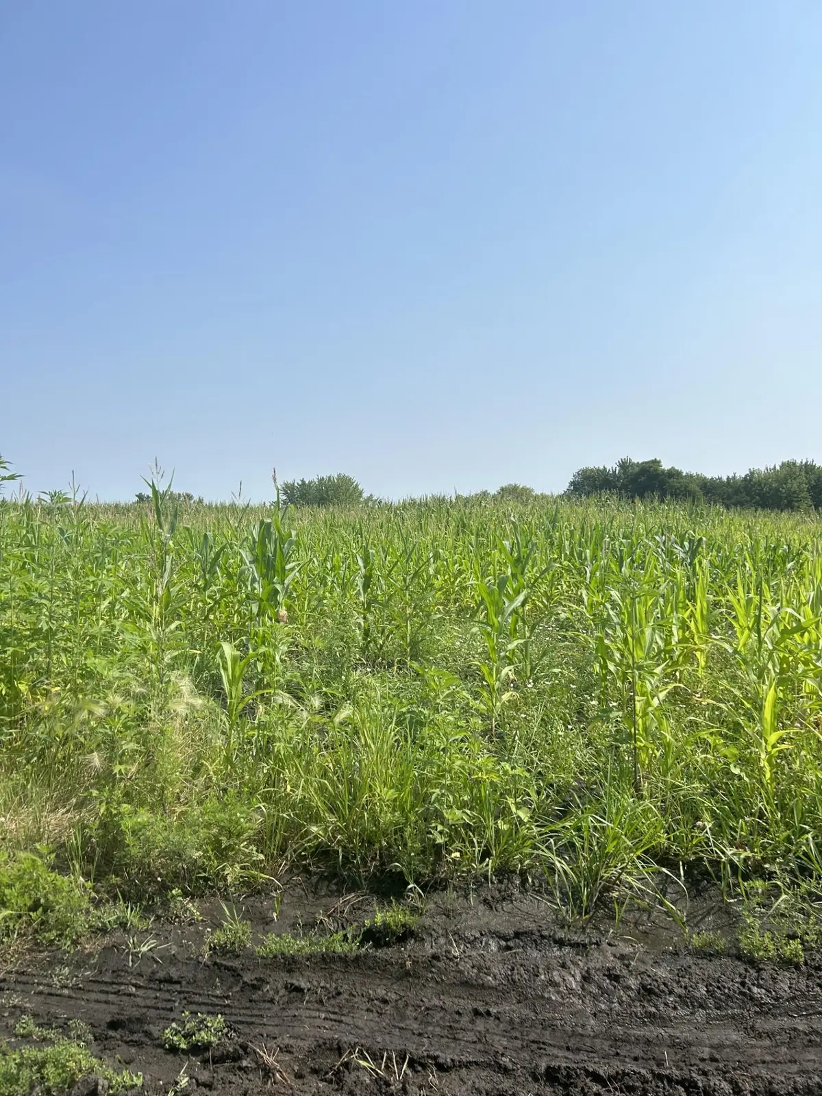 XXXXX 330th Street, Northfield, MN 55057 - #1