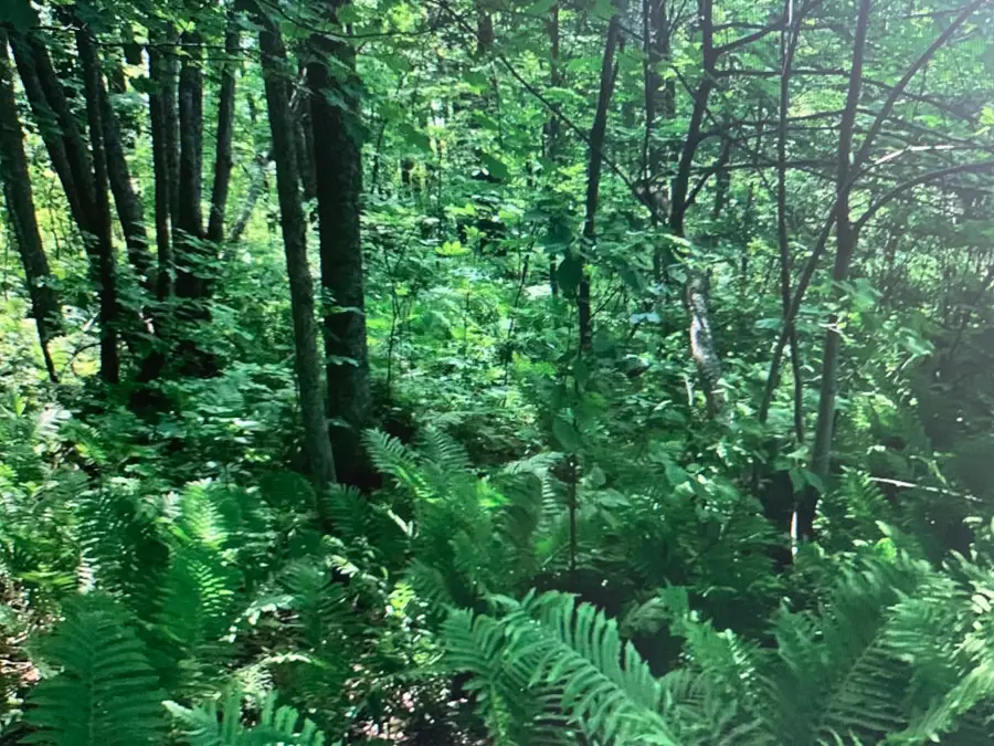 xxx 388th, Onamia, MN 56359 - Image #2