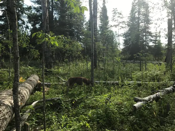 Sec: 2 TWP: 61.0 RG: 19 Lot: Blk: Ac, Angora, MN 55703