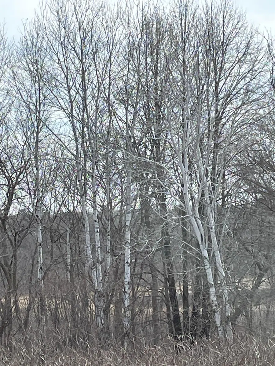 xxxx Ottawa Drive, Browerville, MN 56438 - #2