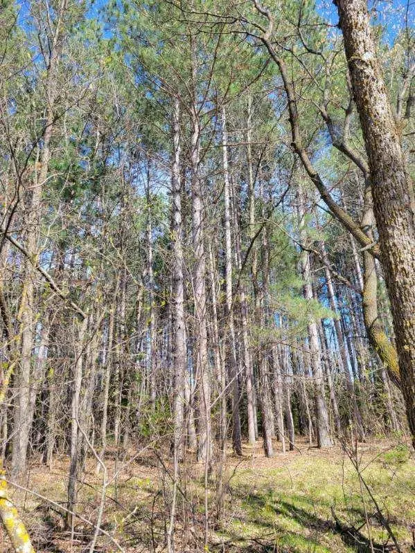 TBD 695th Avenue, Roosevelt, MN 56673 - Image #2