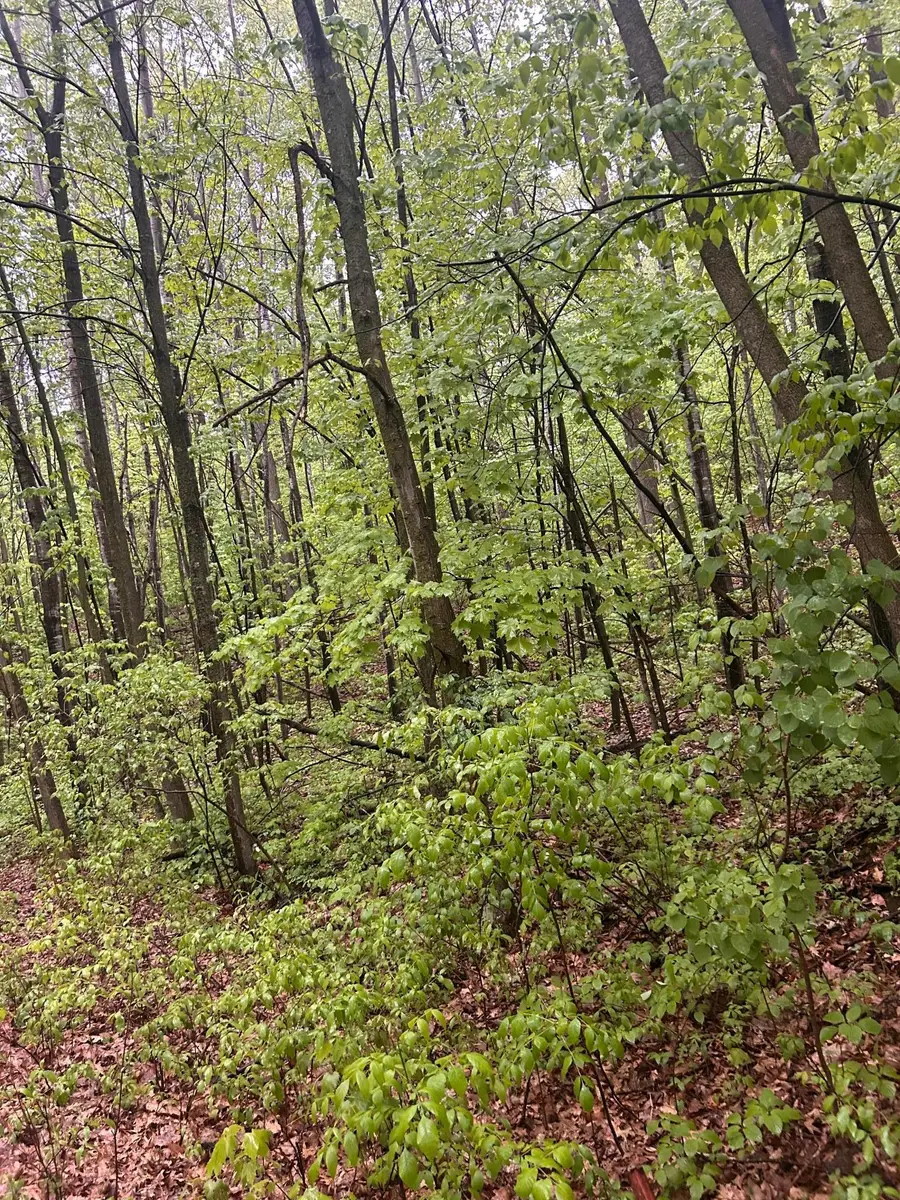 TBD Flintstone, Cushing, MN 56443 - Image #3