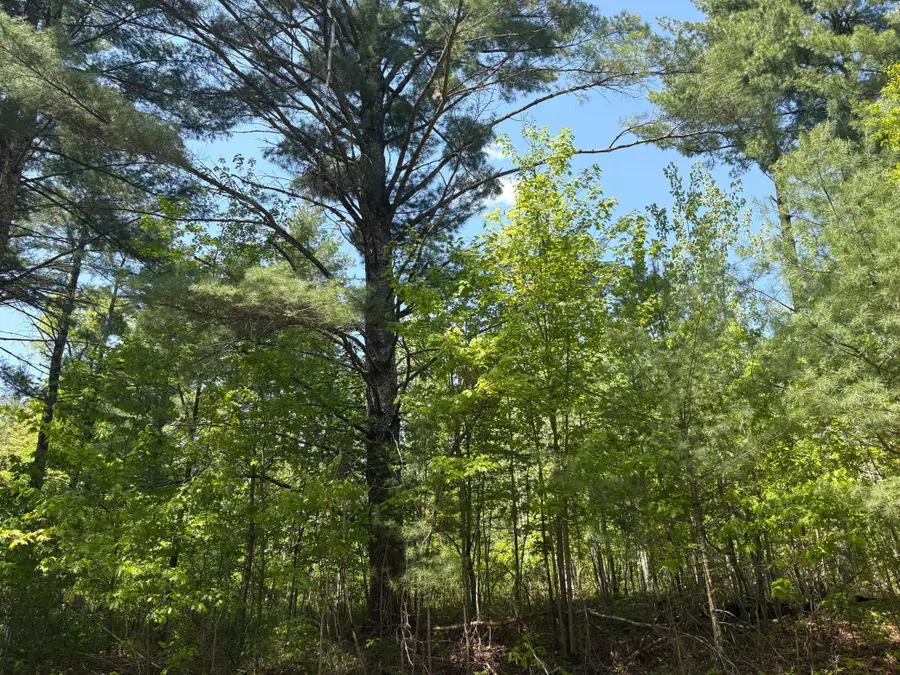 XXXXX Eagle Drive, Danbury, WI 54830 - Image #3