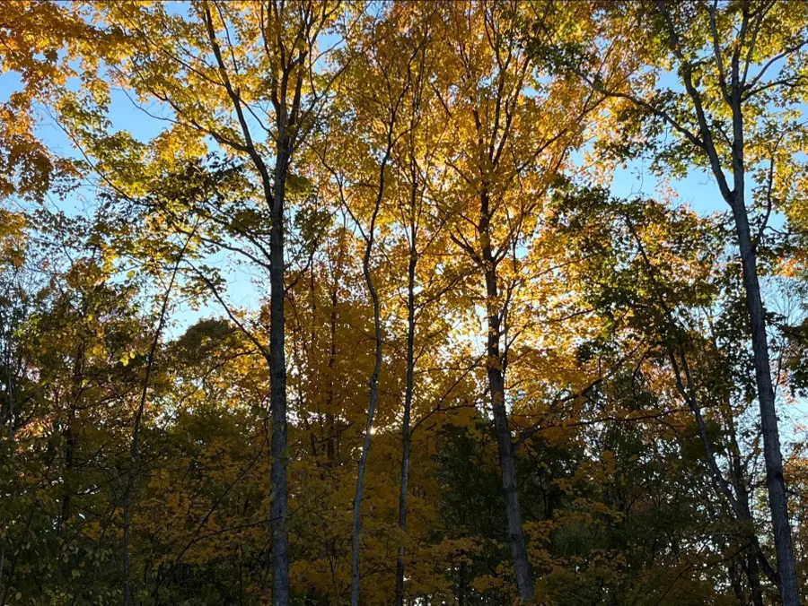 TBD Tbd, Mazeppa, MN 55956 - Image #3